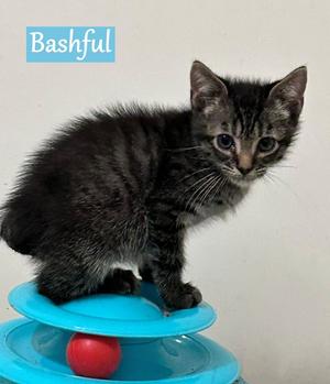 Bashful, young, available for adoption