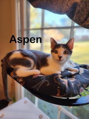 Aspen, young, available for adoption