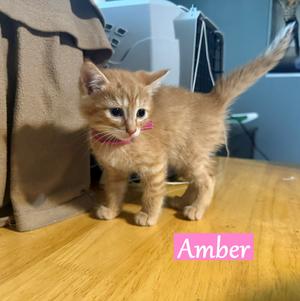Amber, available for adoption