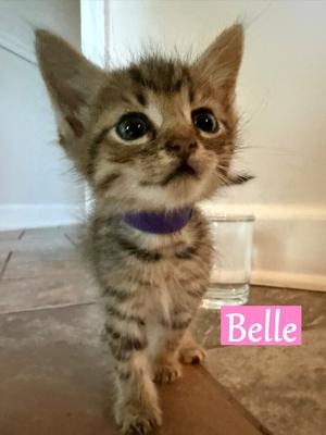 Beaux, available for adoption
