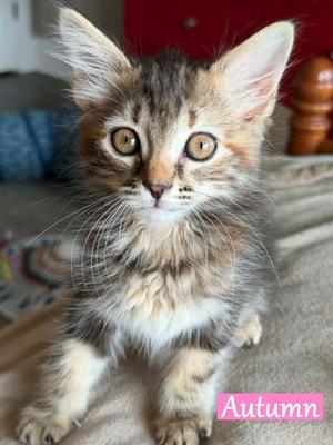 Autumn, available for adoption