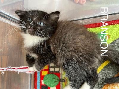 Branson, adult, available for adoption