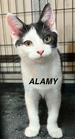 Alamy, available for adoption