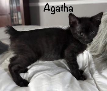 Agatha, available for adoption