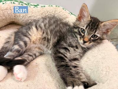 Ban, available for adoption