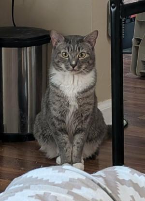 A grey tabby cat with white chest fur sits on a wooden floor next to a stainless steel trash can.