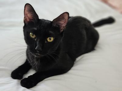 Bia, adult, available for adoption