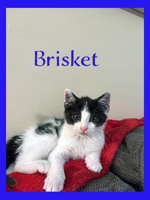A black and white kitten named Brisket lies on a red blanket.