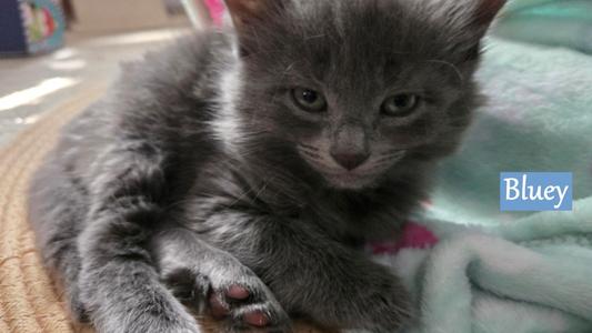 A gray kitten with big eyes and a pink nose is lying on a blanket. The name "Bluey" is written in a blue box in the corner.