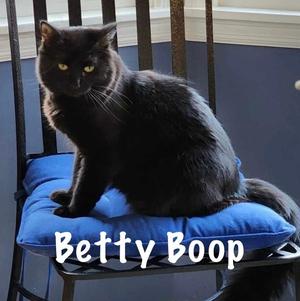 Betty Boop, adult, available for adoption