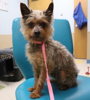 Doodlebug, Yorkshire Terrier, adult, available for adoption