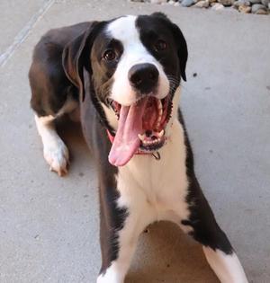 Koda, Great Dane / Labrador Retriever, young, available for adoption