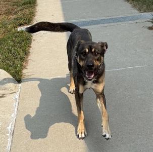 Jimmy, Shepherd, adult, available for adoption