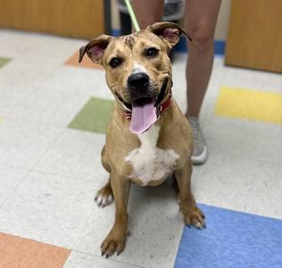 Sandy, Mastiff / Pit Bull Terrier, young, available for adoption