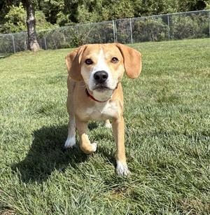 A brown and white dog with floppy ears standing on a grassy field.