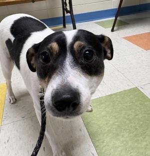 Hera, Rat Terrier, young, available for adoption