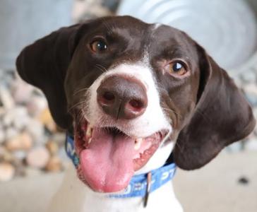 Heather, German Shorthaired Pointer, adult, available for adoption