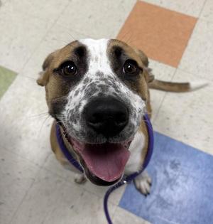 Tidbit, Border Collie / Pit Bull Terrier, young, available for adoption