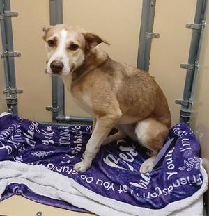 Khloe, Shepherd, adult, available for adoption