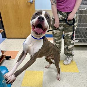 Cousin, Pit Bull Terrier, adult, available for adoption