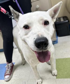 Mathe, Shepherd, adult, available for adoption