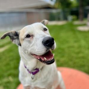 Blanca, Shepherd, adult, available for adoption