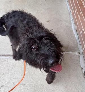 Shadow, Labradoodle, young, available for adoption