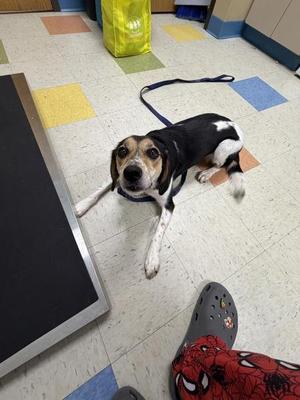 Maple, Beagle / Australian Cattle Dog / Blue Heeler, adult, available for adoption