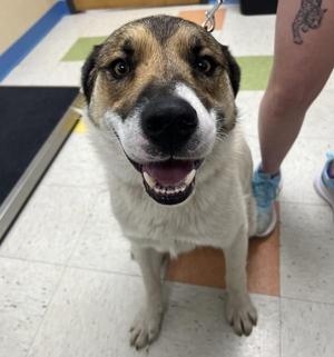 Moose, Great Pyrenees / Anatolian Shepherd, adult, available for adoption
