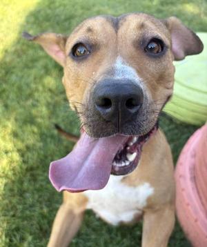 A brown and white dog with its tongue out, sitting on grass.