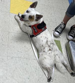 Pigothy Edward Dippins, Cardigan Welsh Corgi / Australian Cattle Dog / Blue Heeler, adult, available for adoption