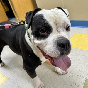 Rex, American Bulldog, adult, available for adoption