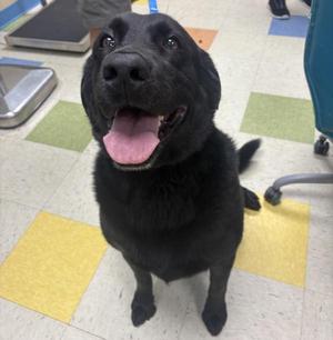 Henley, Labrador Retriever, adult, available for adoption