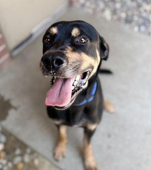 Max, Rottweiler, adult, available for adoption