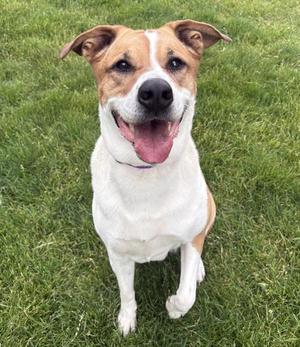 Mya, Shepherd / Rottweiler, adult, available for adoption