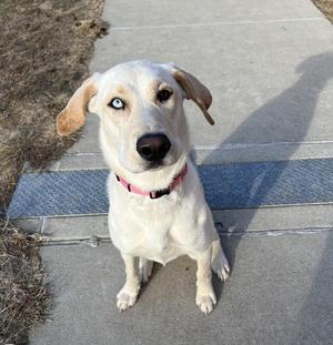 A white dog with blue eyes sitting on a sidewalk