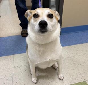 Sobek, Rat Terrier, adult, available for adoption