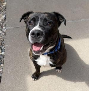 Piglet, Australian Cattle Dog / Blue Heeler / Pit Bull Terrier, young, available for adoption