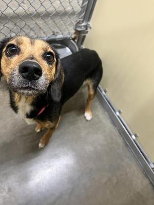 Princess, Beagle, adult, available for adoption