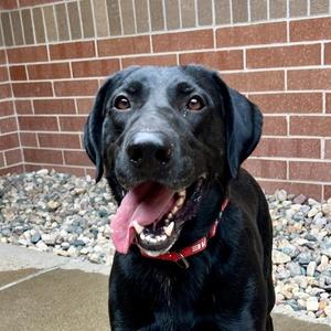 Choco, Labrador Retriever / Pointer, adult, available for adoption