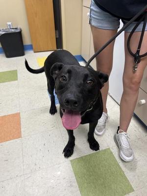 Angel, Pit Bull Terrier / German Shepherd Dog, young, available for adoption