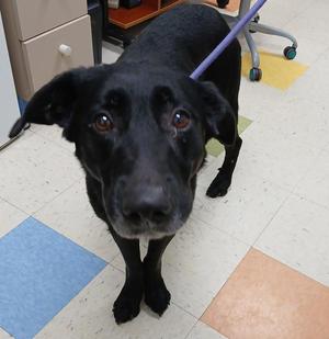 Rico, Labrador Retriever / Shepherd, senior, available for adoption