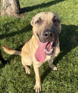 Scooby, Shar-Pei / Shepherd, young, available for adoption