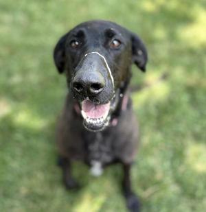 A black dog with a white patch on its nose, sitting on grass and looking up with its mouth open.