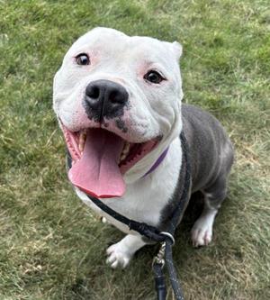 Kone, Pit Bull Terrier, adult, available for adoption