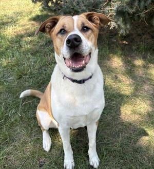 Mya, Border Collie / Labrador Retriever, adult, available for adoption