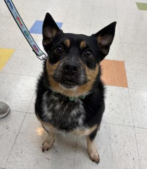Theodore, Australian Cattle Dog / Blue Heeler, adult, available for adoption