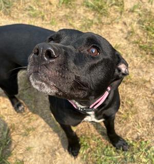 Roo, Pit Bull Terrier / American Bulldog, young, available for adoption