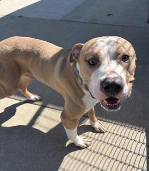 A tan and white pit bull mix dog standing on a concrete surface, looking at the camera with its mouth open.