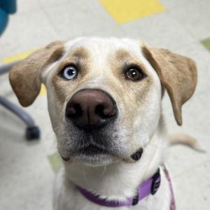 Benelli, Labrador Retriever / Siberian Husky, adult, available for adoption